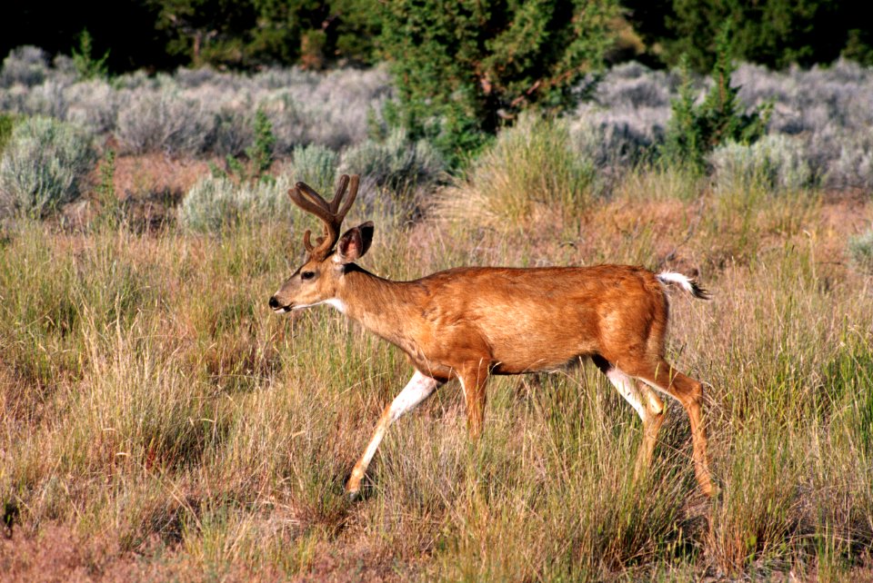Mule deer, wildlife.jpg