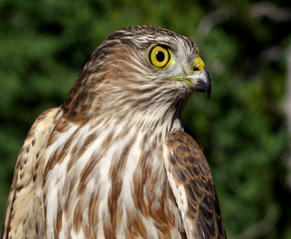 Coopers Hawk in Forest-Mt Hood