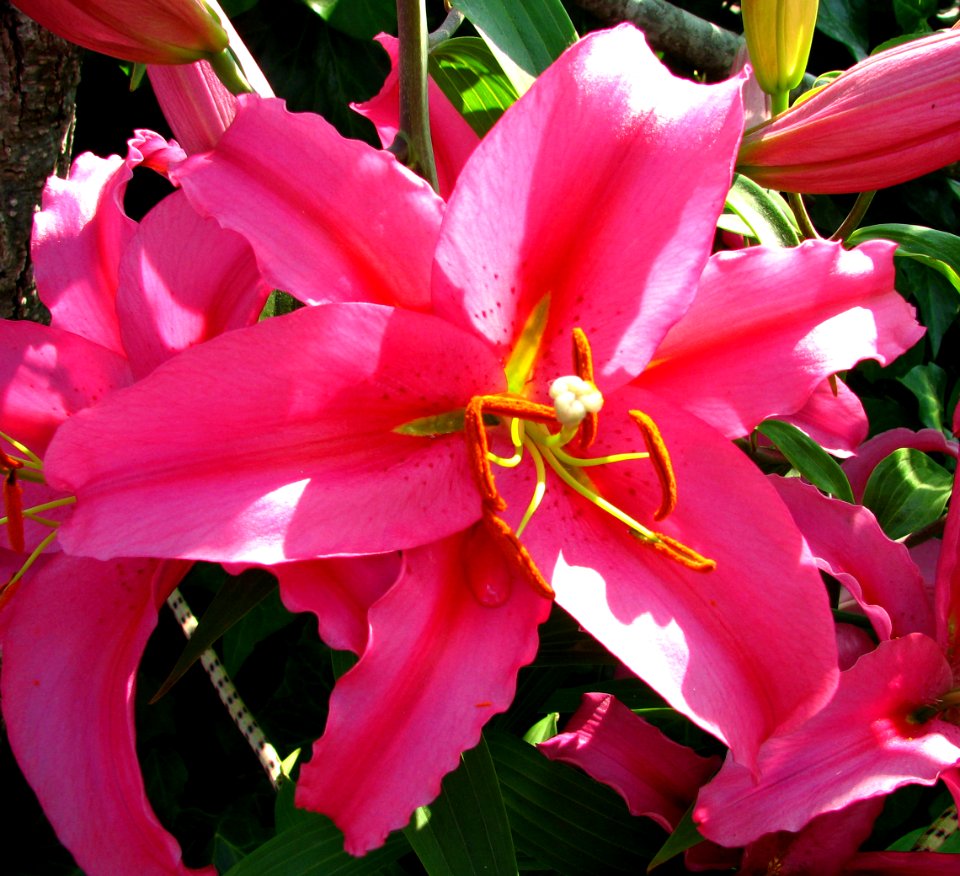 pink lily 2