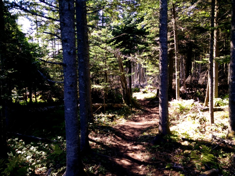 228 - Parc national de l'Île-Bonaventure-et-du-Rocher-Percé : Sentier des Mousses