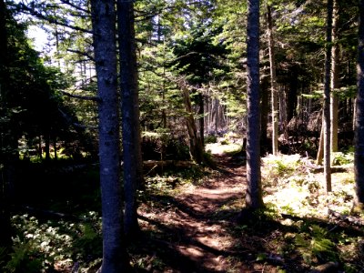 228 - Parc national de l'Île-Bonaventure-et-du-Rocher-Percé : Sentier des Mousses
