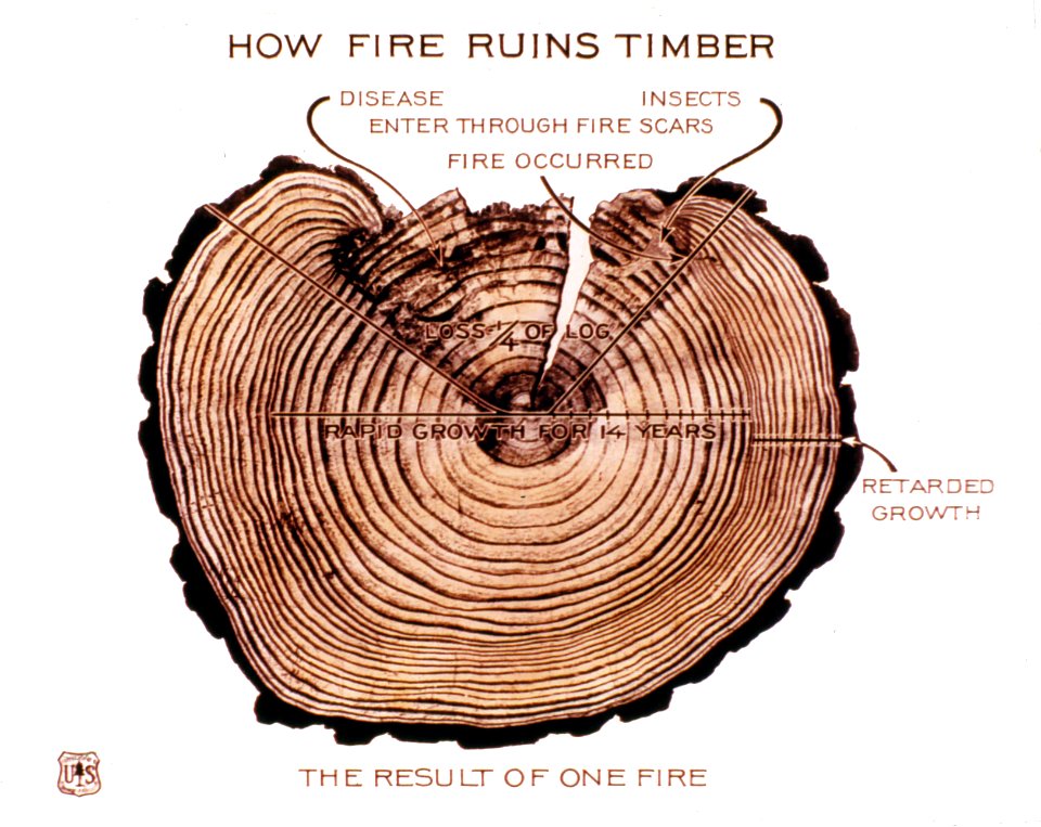 714X How Fire Ruins a Tree
