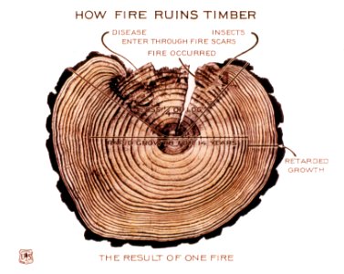 714X How Fire Ruins a Tree