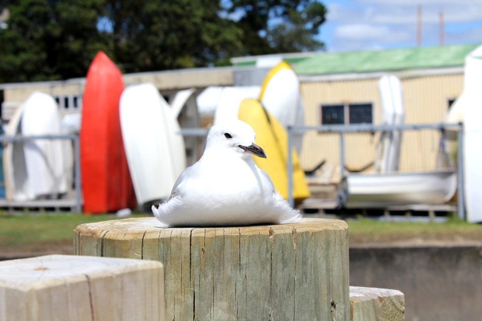Seagull Happiness