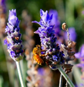 Lavender Honey photo