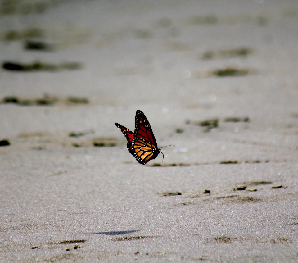 beach Monarch