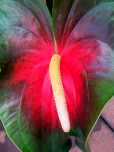 green and red anthurium closeup
