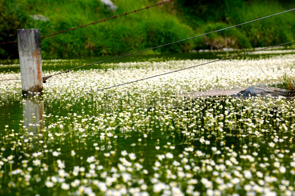 Lilly Pond delicate daisy blooms, frog delight