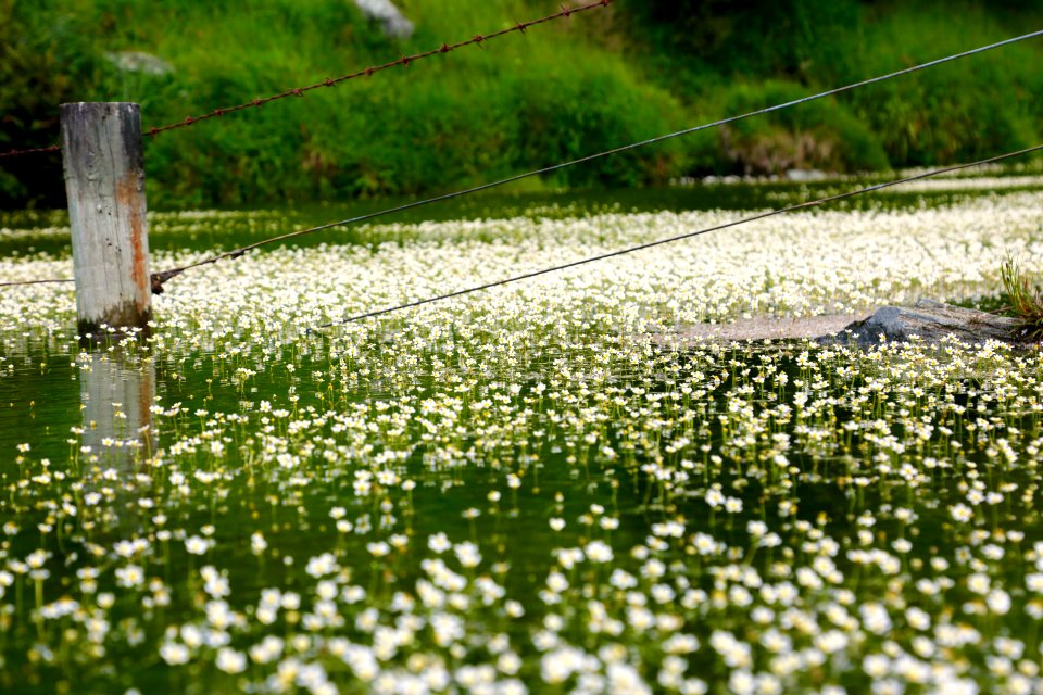 Lilly Pond delicate daisy blooms, frog delight photo