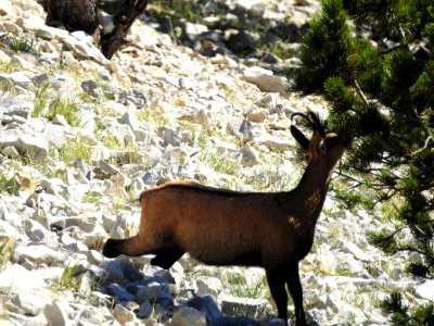 Chamois  mange aiguilles de Pins à Crochets  Mt Ventoux