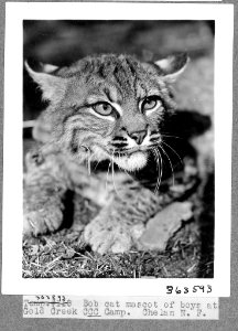 Bobcat mascot at Gold Creek CCC Camp, Chelan National Forest