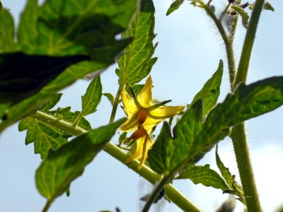 Lycopersicum esculentum Mill. Tomate2