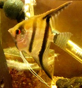 Standard angelfish