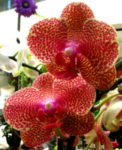 red-speckled orchids