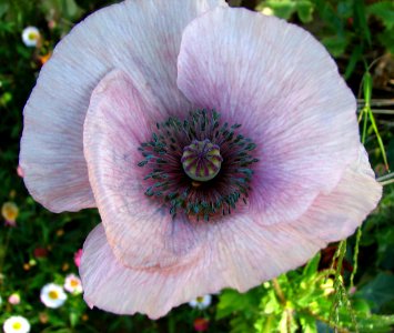 lavender-white poppy photo