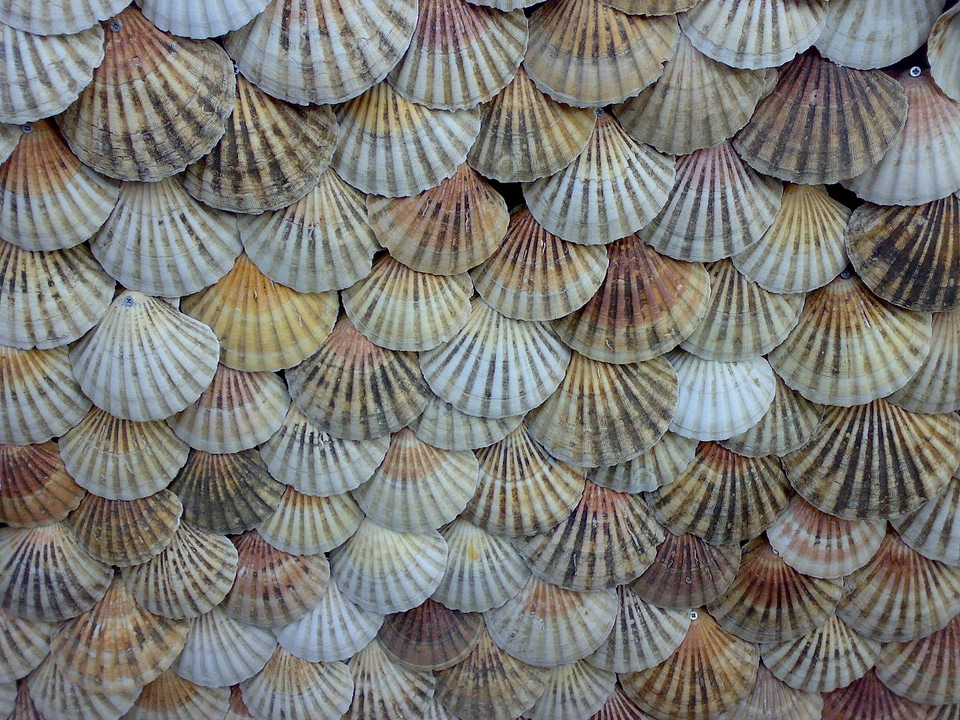 Shellfish seashell sea