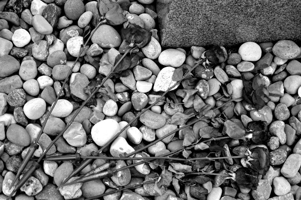 Roses (Black and White)