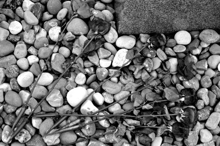 Roses (Black and White)
