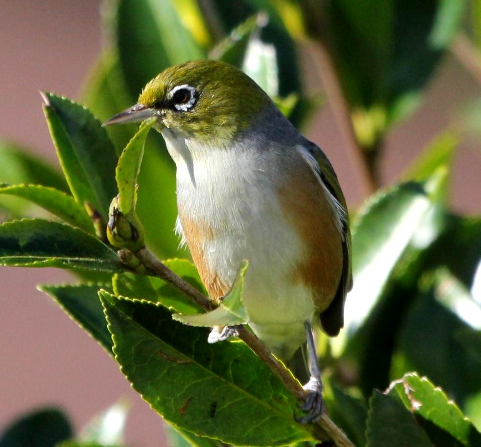 Silver Eye/ Wax Eye