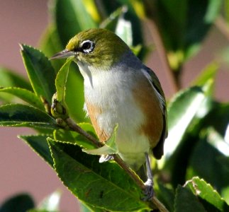 Silver Eye/ Wax Eye photo