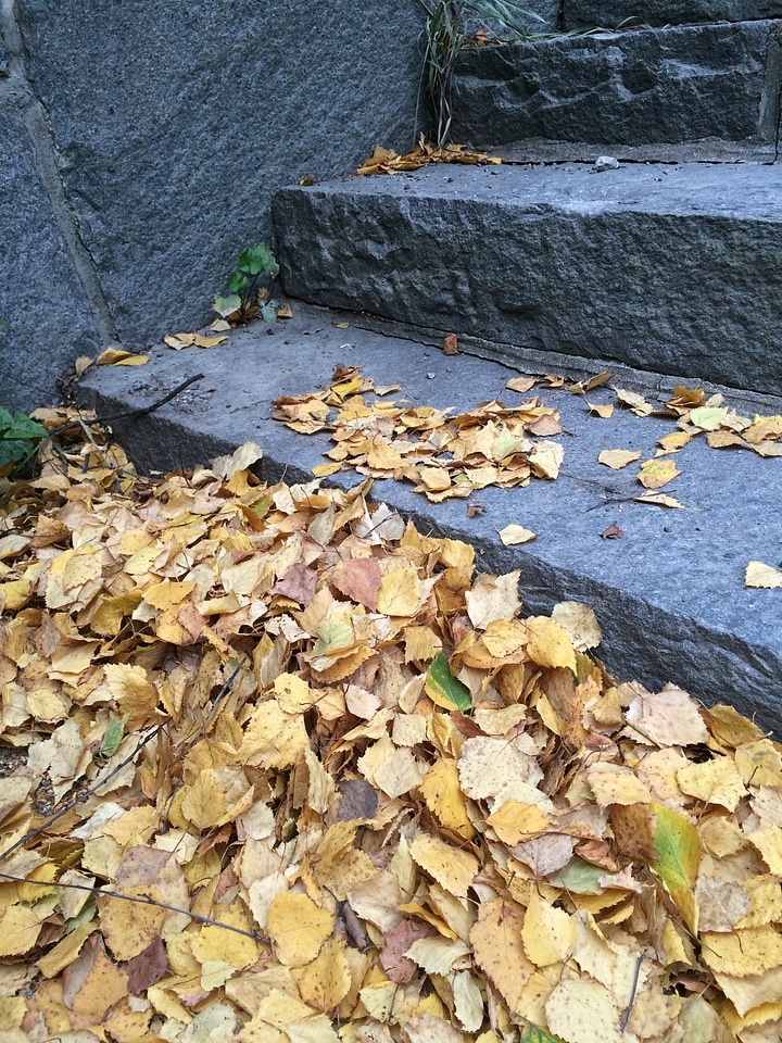 Leaf autumn yellow leaves