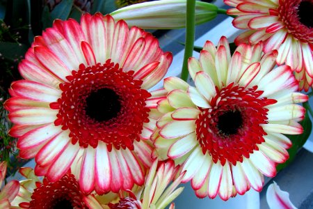 red-and-white daisyoids photo