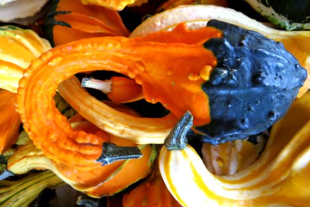 decorative squash