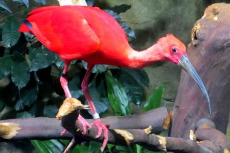 scarlet ibis photo