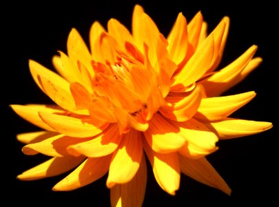 yellow dahlia photo