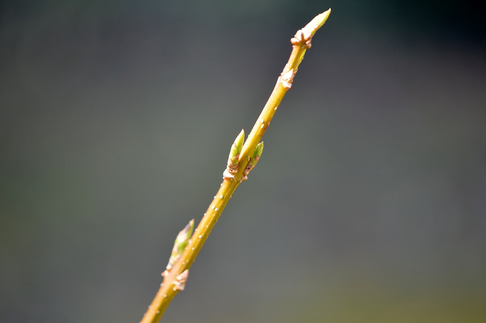 Nature plant close up