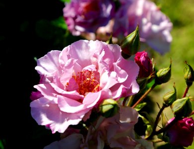 A Rose is a rose is a ray of sunshine