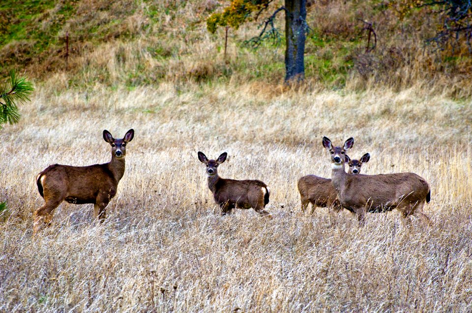 Family of Deer by Mosier Oregon-Columbia River Gorge
