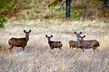 Family of Deer by Mosier Oregon-Columbia River Gorge photo