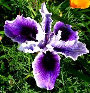 purple-and-white dwarf iris 1 photo