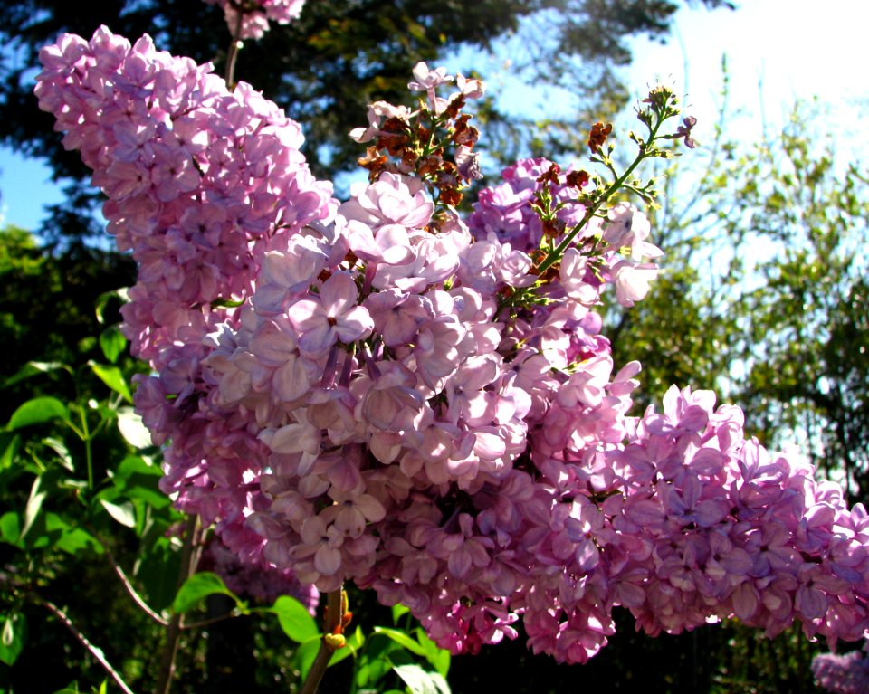 lilac butterfly