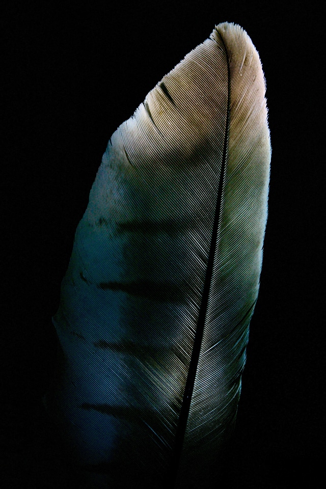 Feather raptor milan