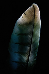Feather raptor milan