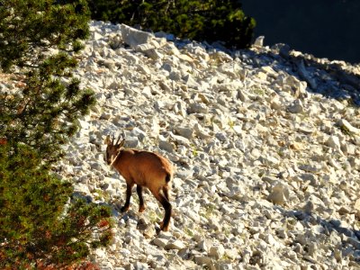 Chamois   Mt Ventoux