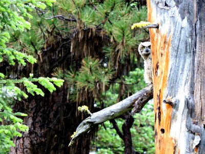 Juvenile Owl perching on Tree-Ochoco