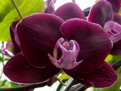 deep reddish-purple orchid photo