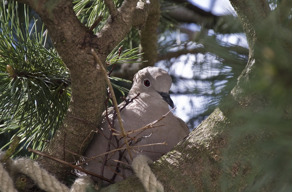 Collared nature bird