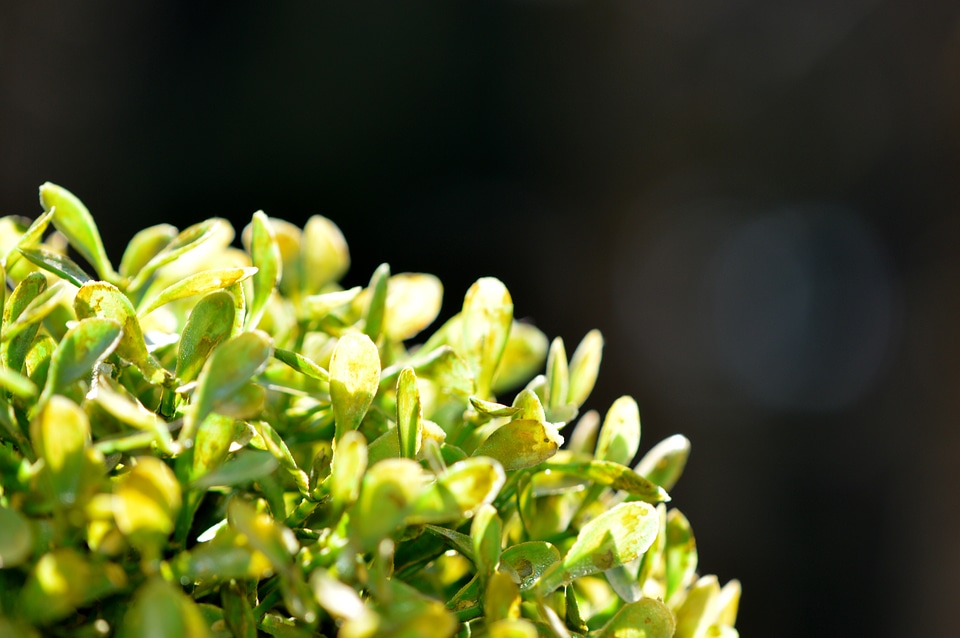 Plant sun leaves