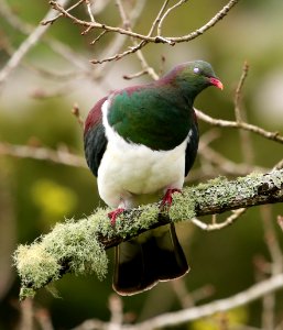 Kereru Native Wood Pigeon New Zealand photo