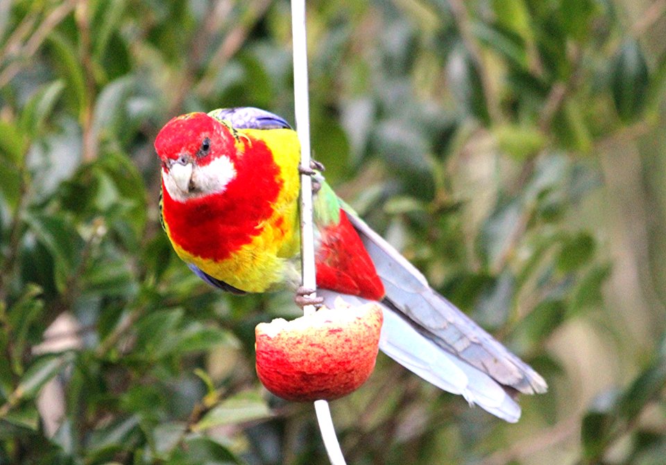 New Zealand Rosella