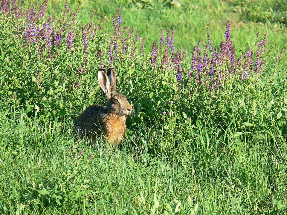 Animal field nature