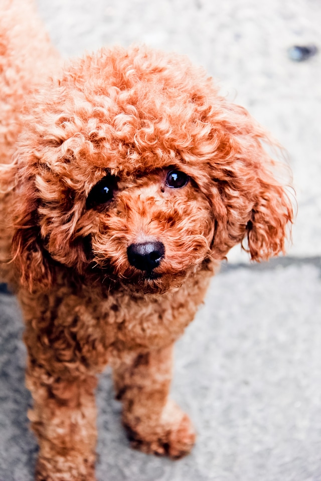 Brown teddy cute