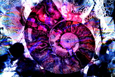 ammonite composition