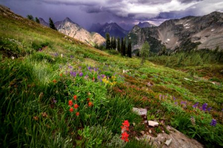 Wildflowers on Hillside, Mt Baker Snoqualmie National Forest photo
