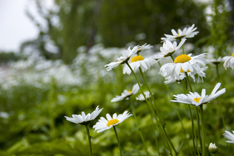 Daisy spring meadows photo