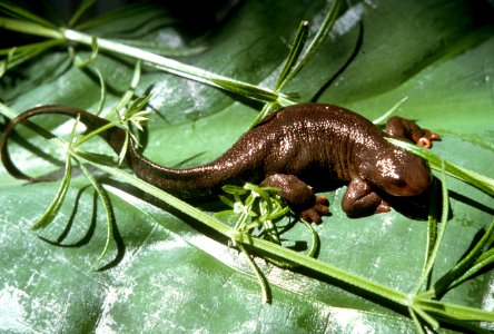 Salamander.jpg
